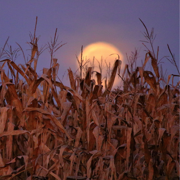 Embrace the Mystical Radiance of the Grain Moon - Celebrating the Grain Full Super Moon