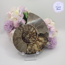 Cargar imagen en el visor de la galería, Spiral Ammonite Fossil
