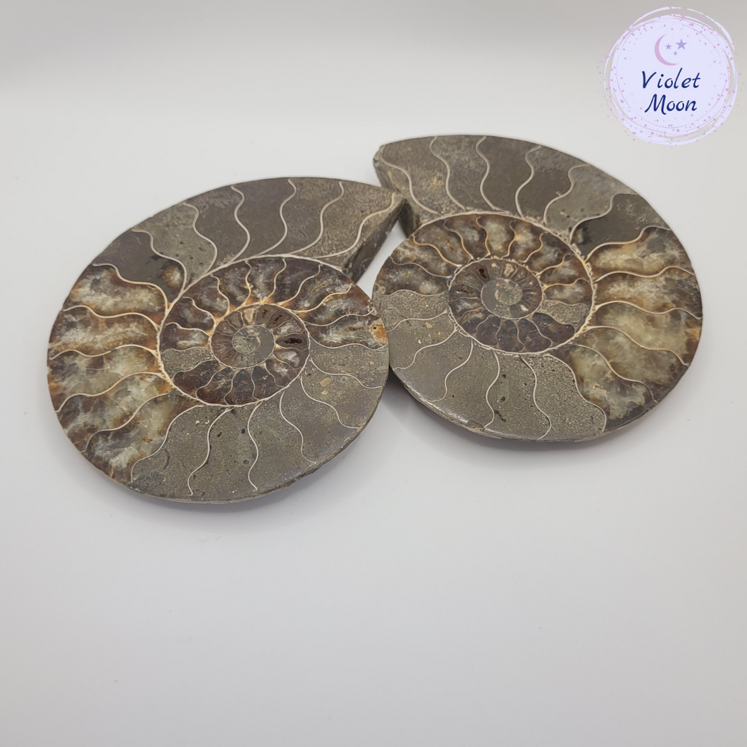 Spiral Ammonite Fossil